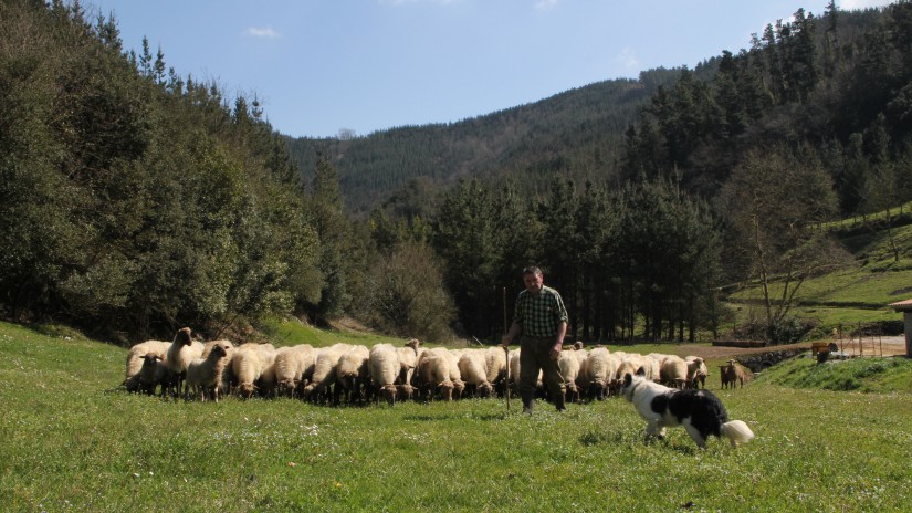 El Grupo Vasco en el Senado se congratula por la decisión de la DOP Queso Roncal de anular el uso de leche de raza assaf
